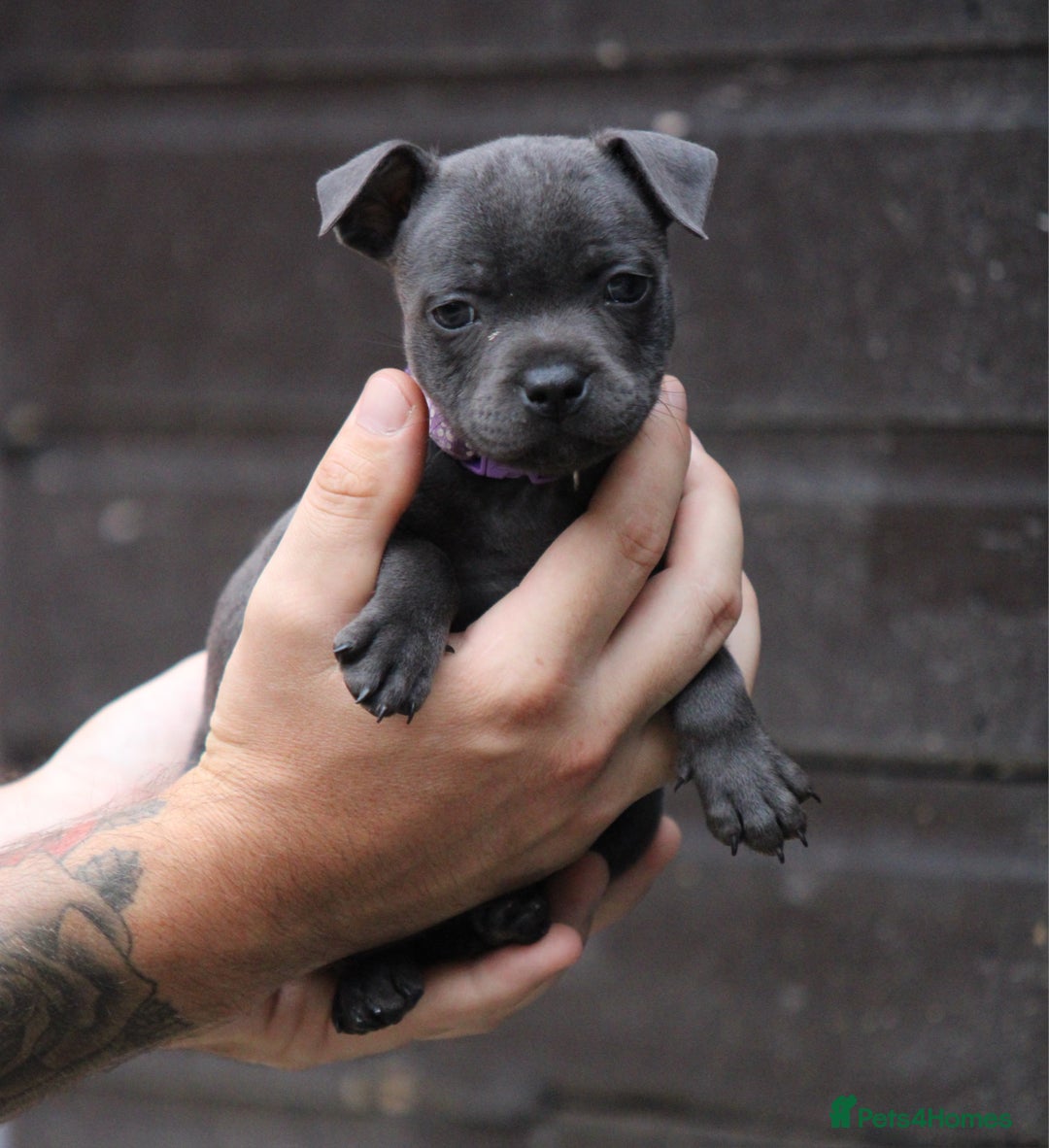 Staffordshire Bull Terrier dogs for sale: 9 Beautiful Black & Blue pups  - Image 7