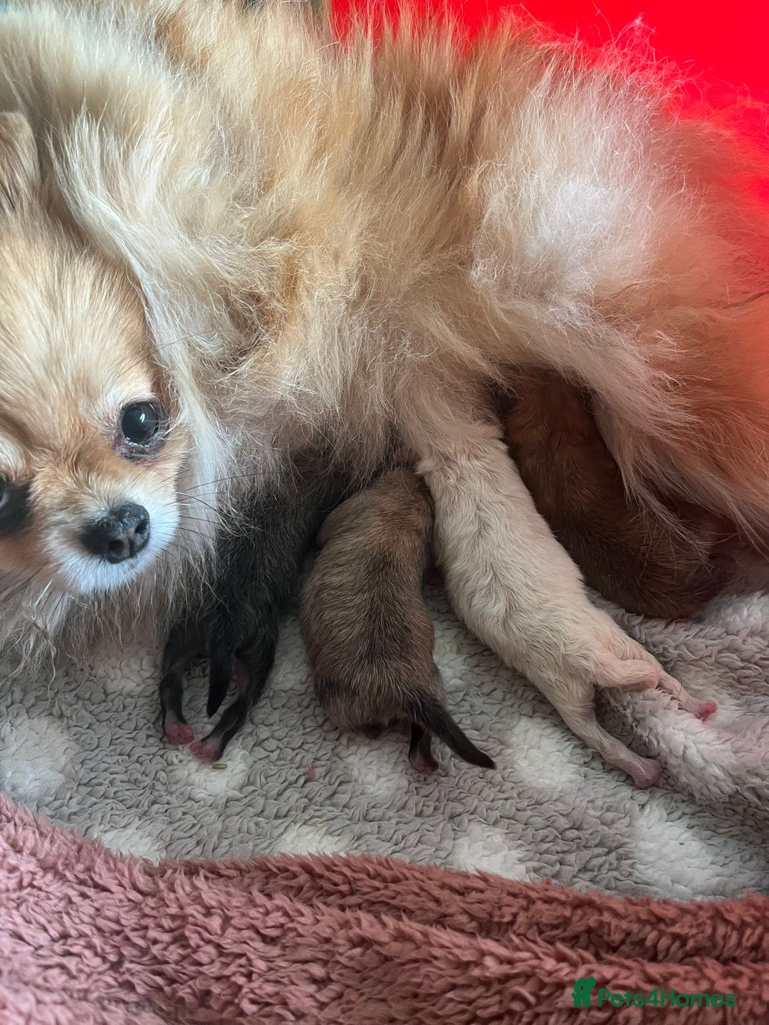 Pomeranian dogs for sale: Amazing Pom puppies from Five Star breeder  - Image 8