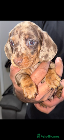 Miniature Dachshund dogs - Advert 15