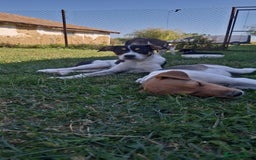 Mixed Breed dogs for adoption: 🥞Pancake🥞is looking for her forever home!  - Image 7