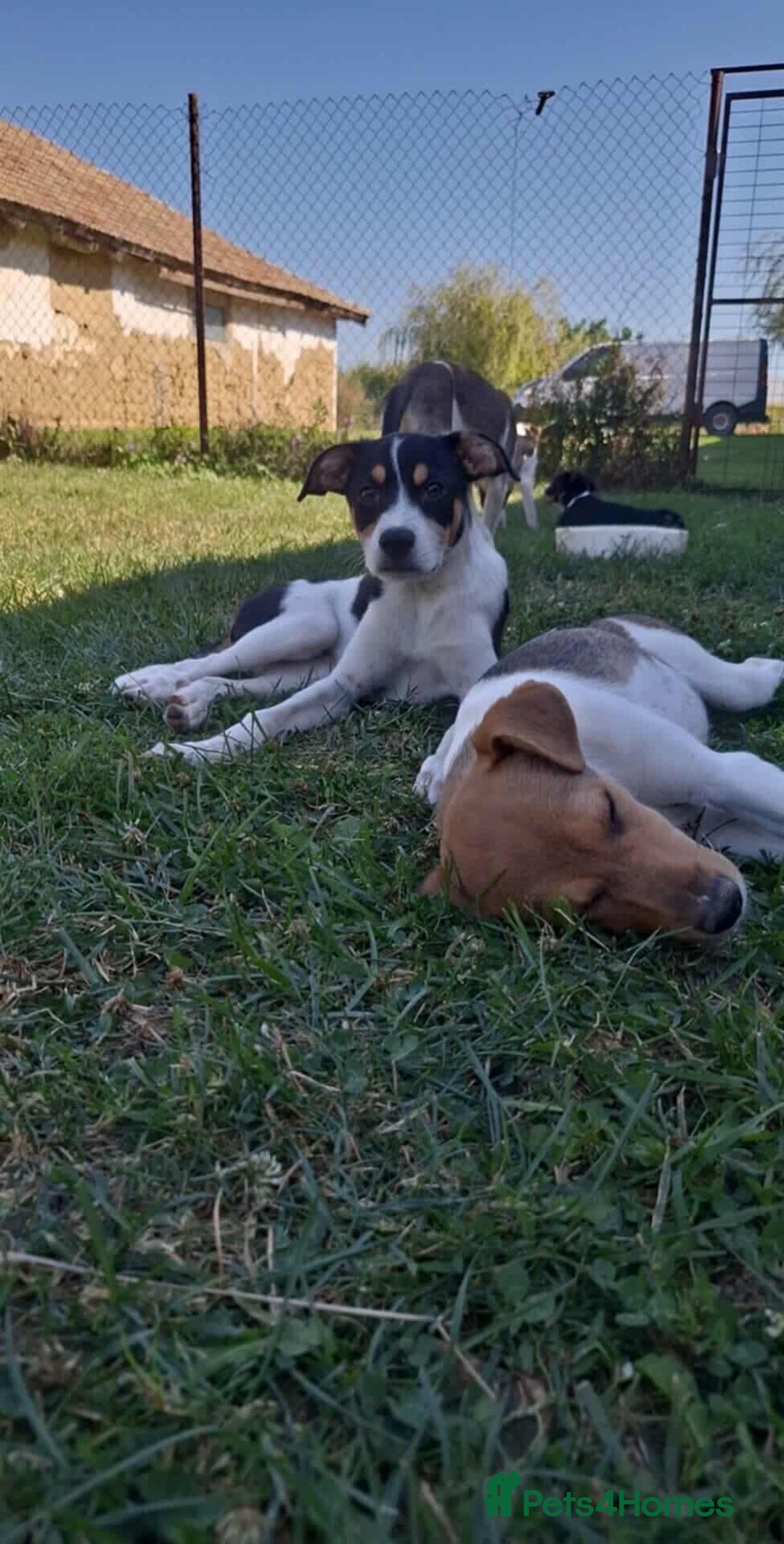 Mixed Breed dogs for adoption: 🥞Pancake🥞is looking for her forever home!  - Image 7