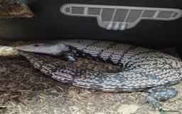 Skink reptiles for sale: Blue tounged skink £150 - Image 1