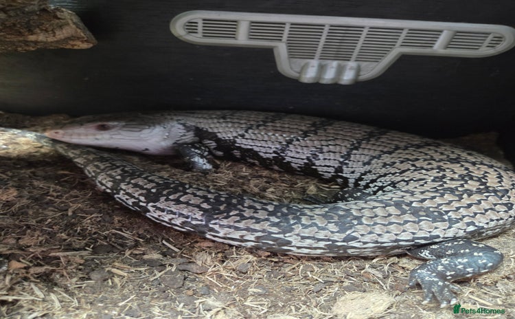 Skink reptiles - Advert 3