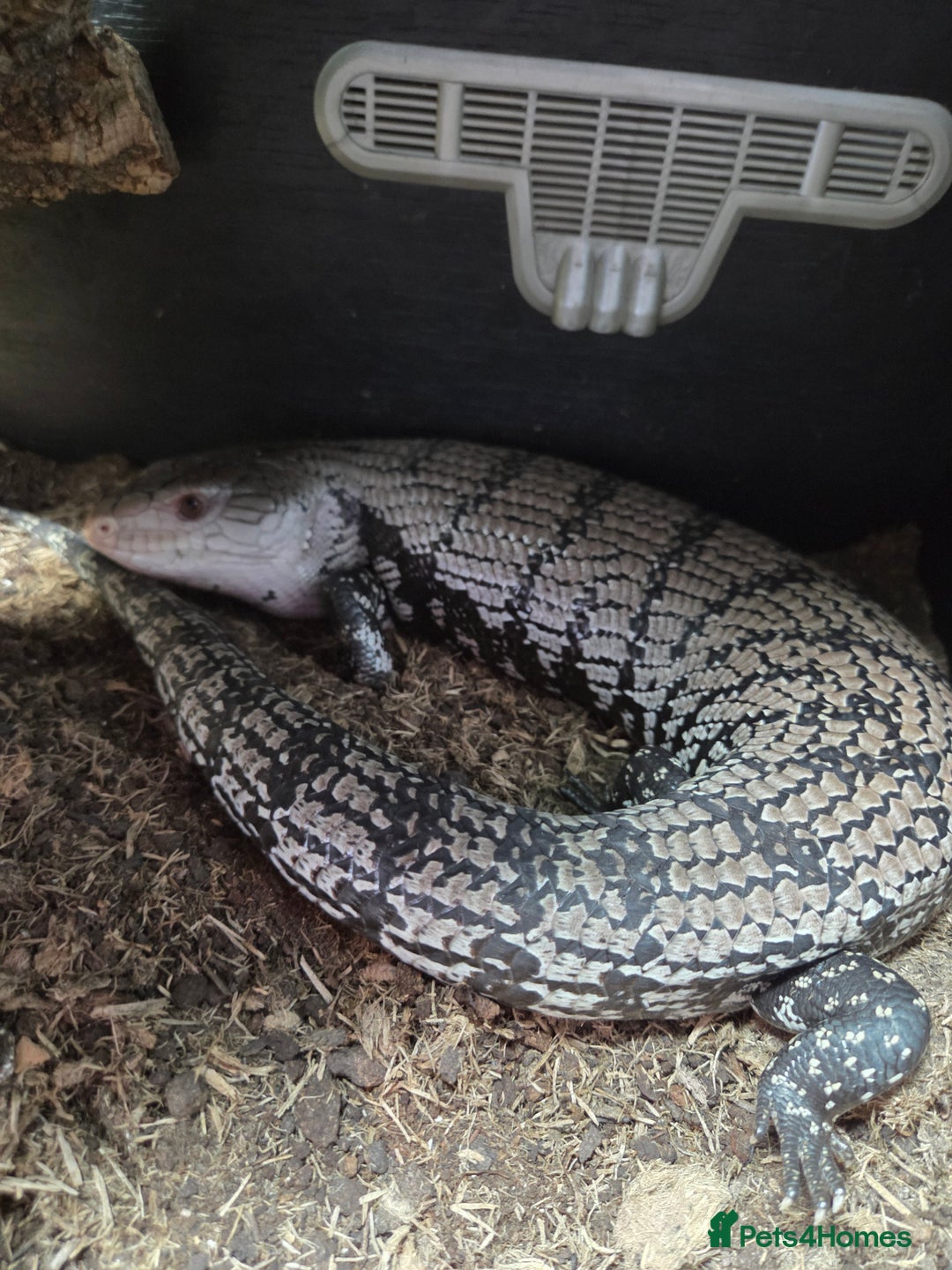 Skink reptiles for sale: Blue tounged skink £150 - Image 1