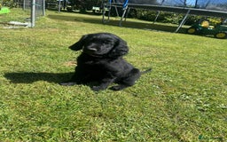 Flat coated Retriever dogs for sale: Flat coated x Golden Retriever puppies - Image 5