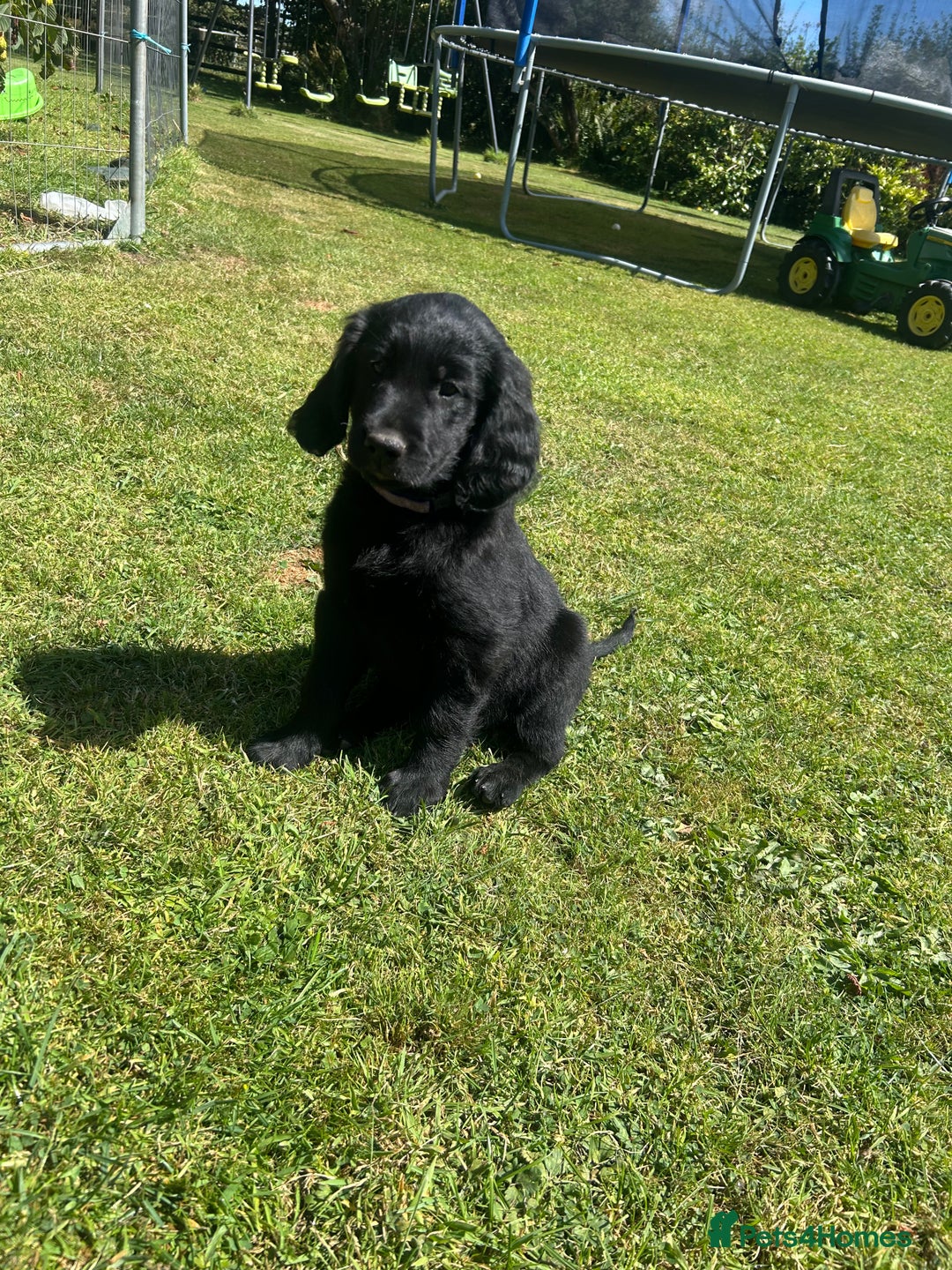 Flat coated Retriever dogs for sale: Flat coated x Golden Retriever puppies - Image 5