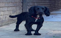 Cockapoo dogs for sale: F1b cockapoo puppies 3 boys 2 girls  - Image 8