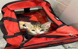 Domestic Shorthair cats for sale: Kittens - Image 15