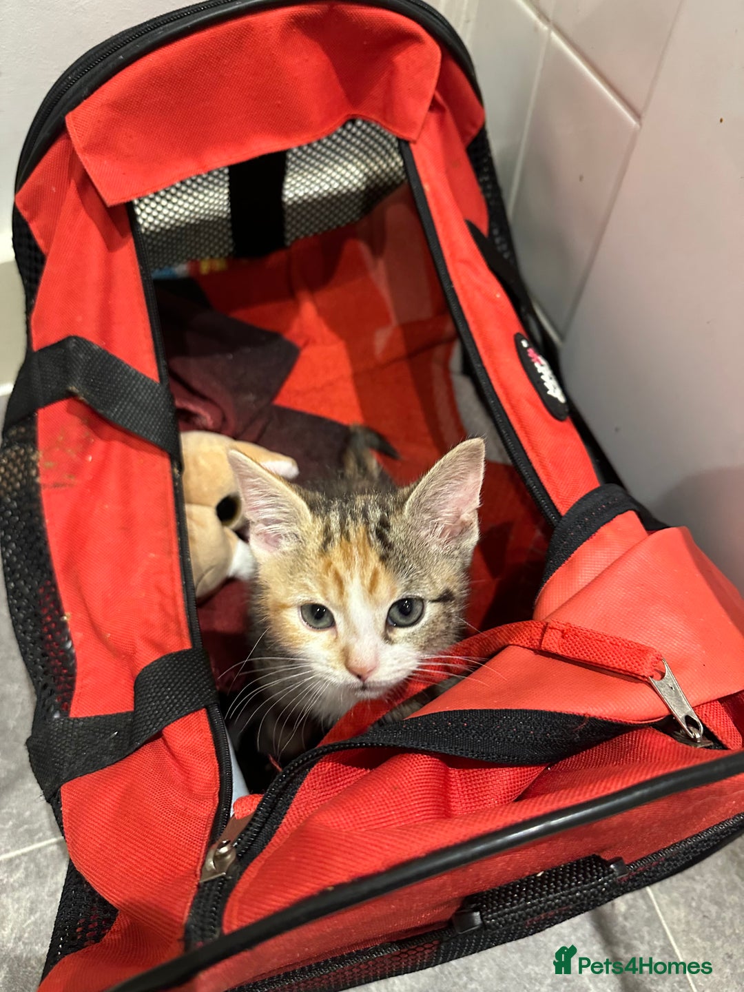 Domestic Shorthair cats for sale: Kittens - Image 15