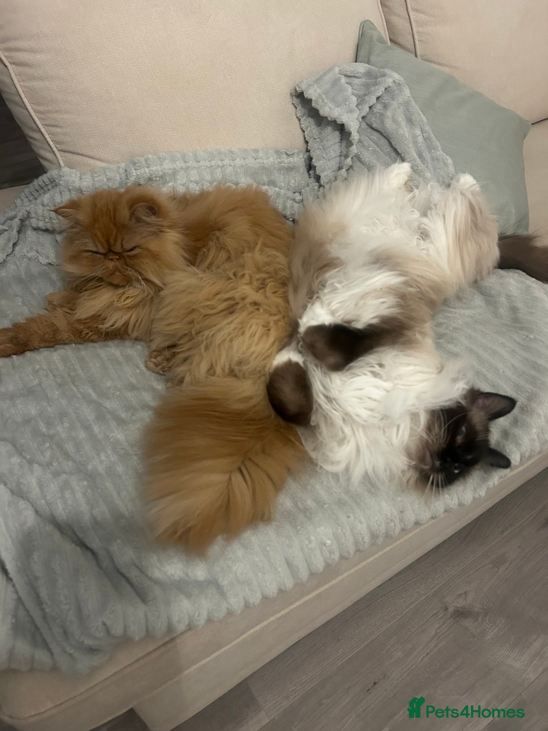 Ragdoll cats for sale: Male ragdoll and male Persian available  - Image 4