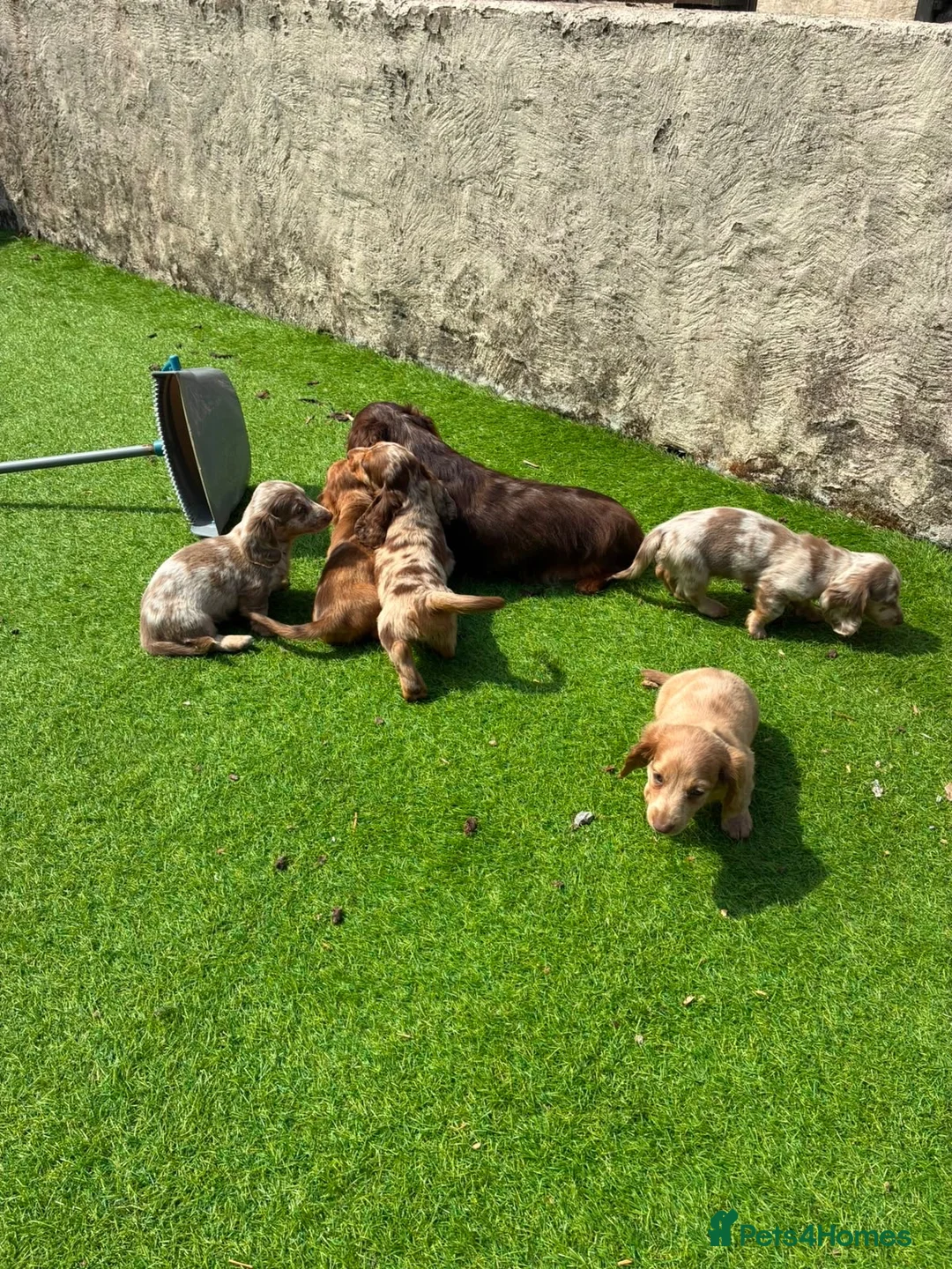Miniature Dachshund dogs for sale: KC REG Long Haired Miniature Dachshunds  - Advert 1