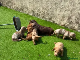 Miniature Dachshund dogs KC REG Long Haired Miniature Dachshunds - Advert 2
