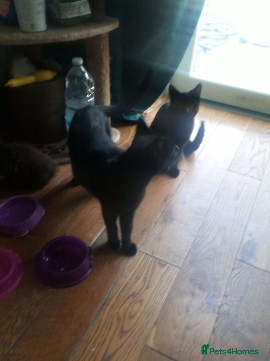 British Shorthair cats for sale: 2 cats seeking rehoming  - Image 3