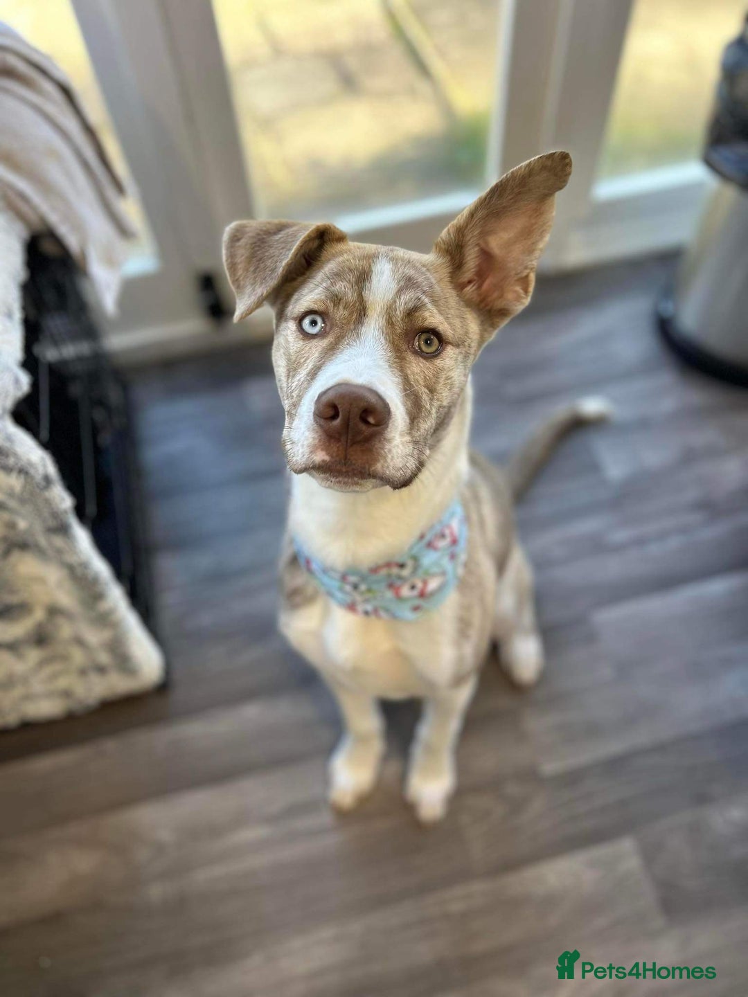 Mixed Breed dogs for sale: Dog for sale - Advert 7