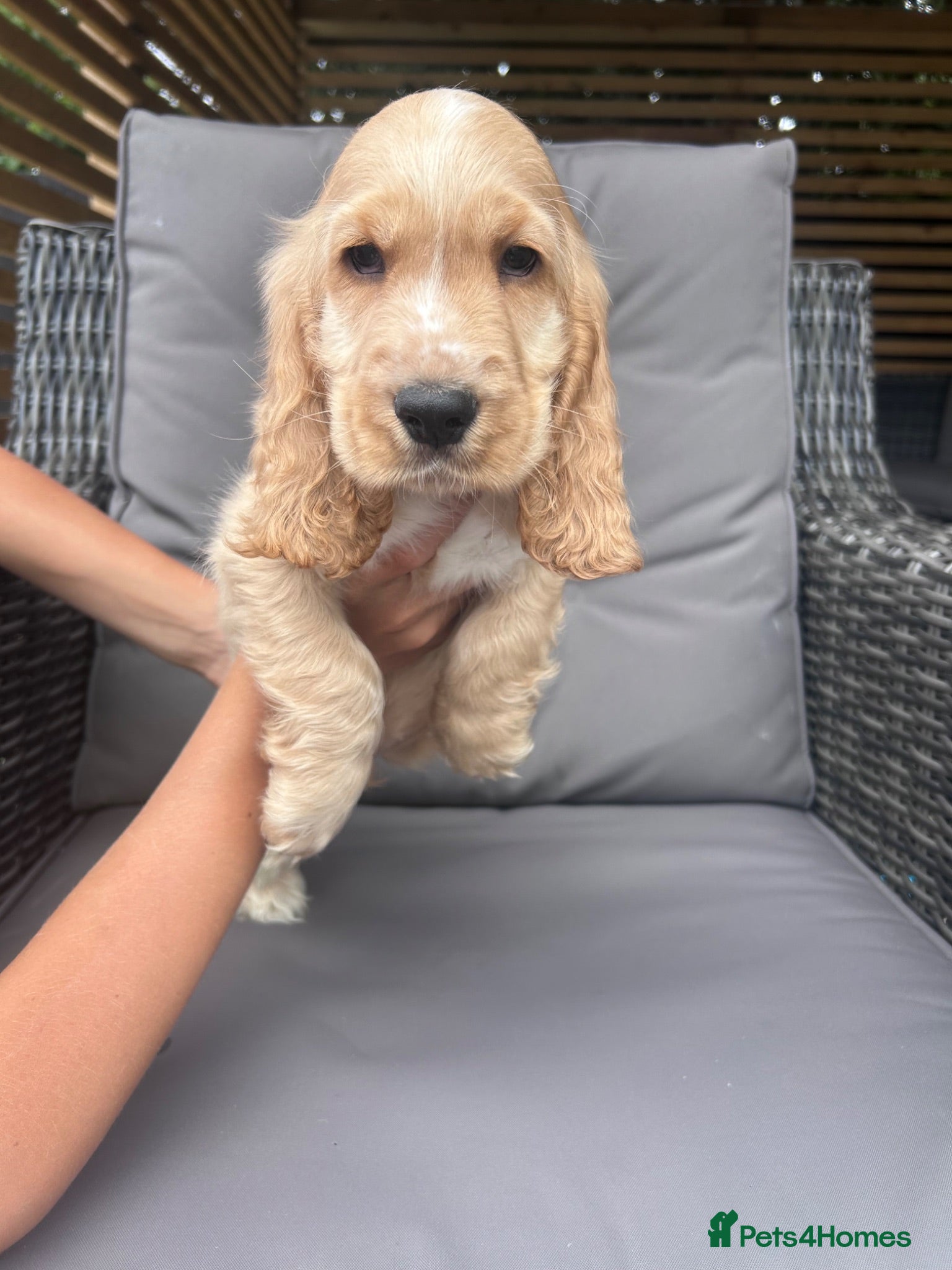 Cocker Spaniel dogs Kc reg health tested show cocker spaniels  - Advert 1