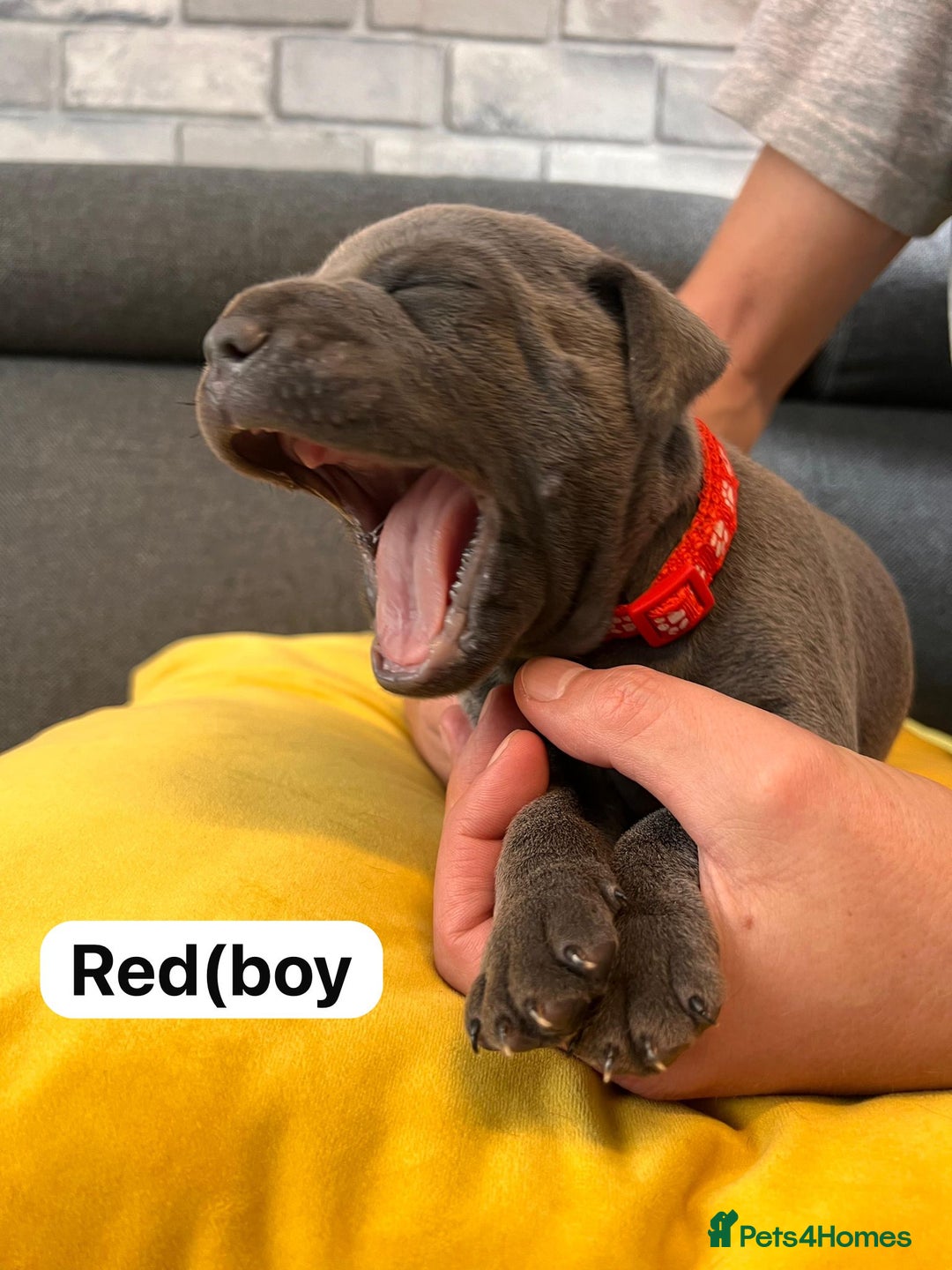 Staffordshire Bull Terrier dogs for sale:   Champion-KC.Reg.Blue Staffordshire Bull Terrier  - Image 13