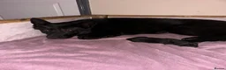 German Shepherd dogs for sale: German shepherd puppy  - Advert 10