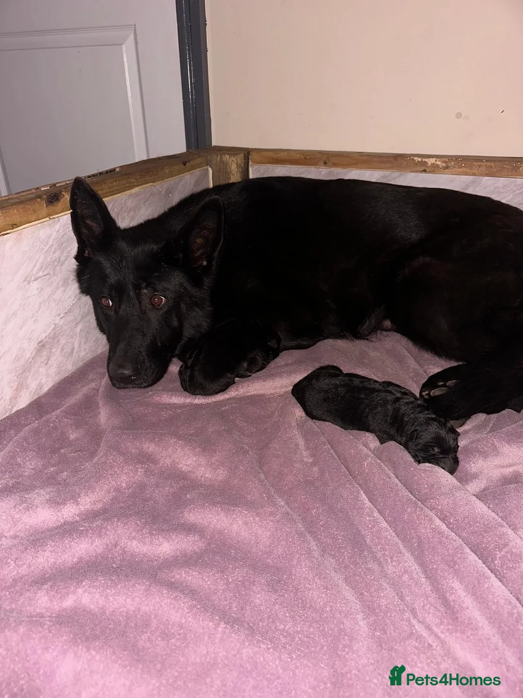 German Shepherd dogs for sale: German shepherd puppy  - Advert 10