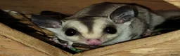 Sugar Glider rodents for sale: White Face Sugar Glider Joeys - Advert 5