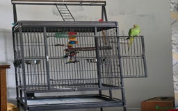 Ringnecks birds for sale: Female Indian ringneck  - Image 2