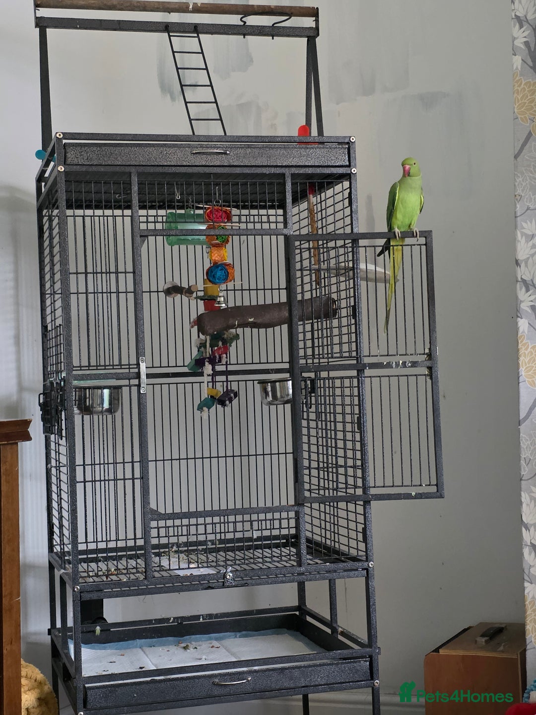 Ringnecks birds for sale: Female Indian ringneck  - Image 2