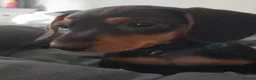 Miniature Dachshund dogs for sale: Miniature Dachshund puppies  - Advert 9