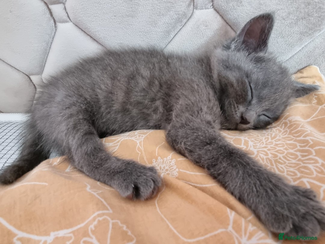 Mixed Breed cats for sale: 4 adorable kittens,4 beautiful,looking lovely home - Image 4