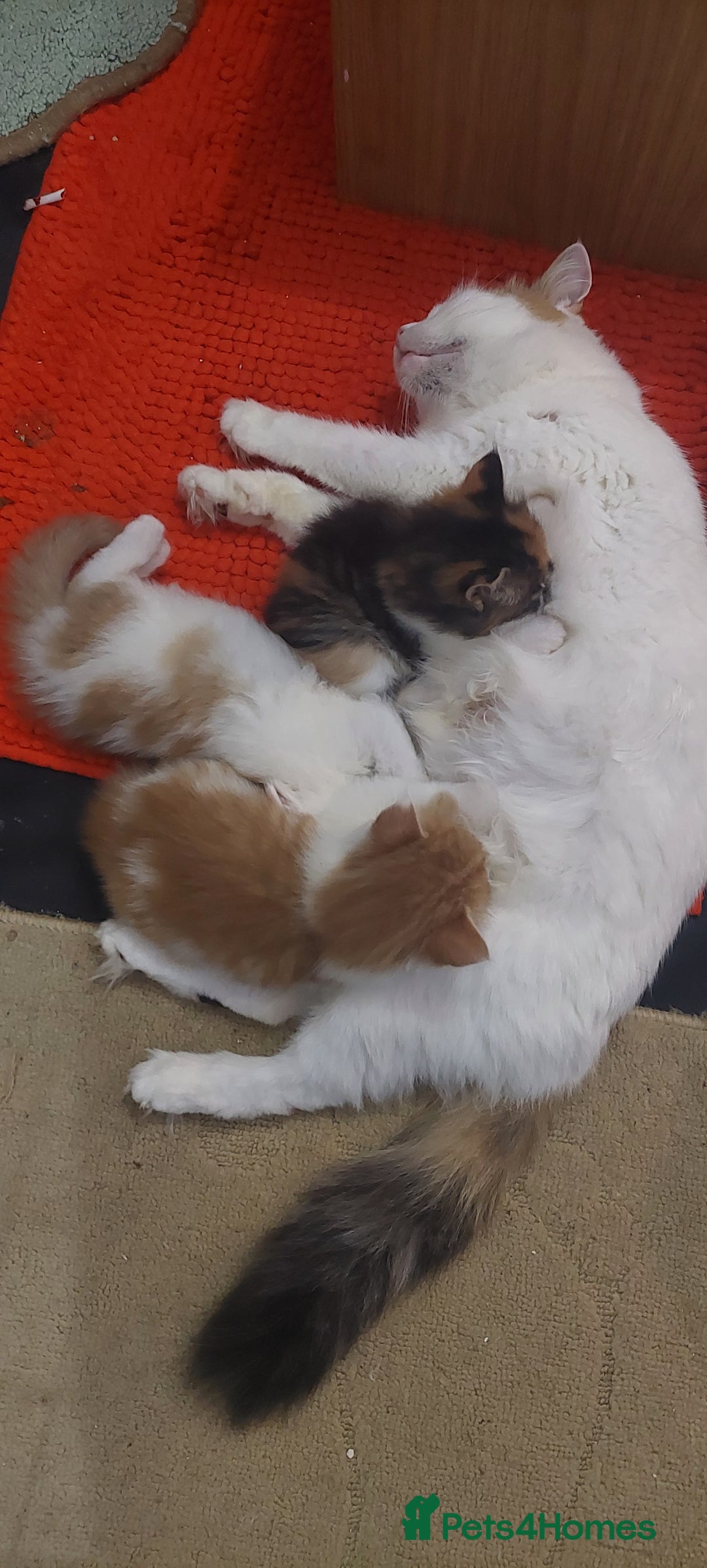 Mixed Breed cats for sale: Very fluffy ginger male - Advert 3