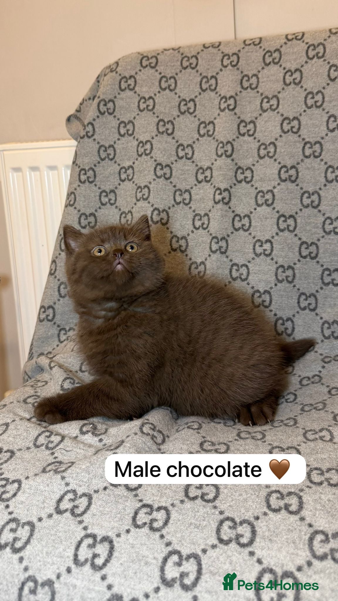 British Shorthair cats Chunky Chocolate pure british short hair kittens - Advert 1