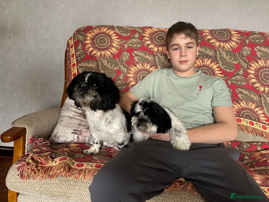 Shih Tzu dogs for sale: 1 male black & white Shih Tzu, 12 weeks - Advert 7
