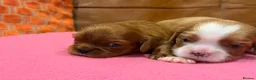 Cavalier King Charles Spaniel dogs for sale: KC reg 2 boys 2 girls - Advert 3