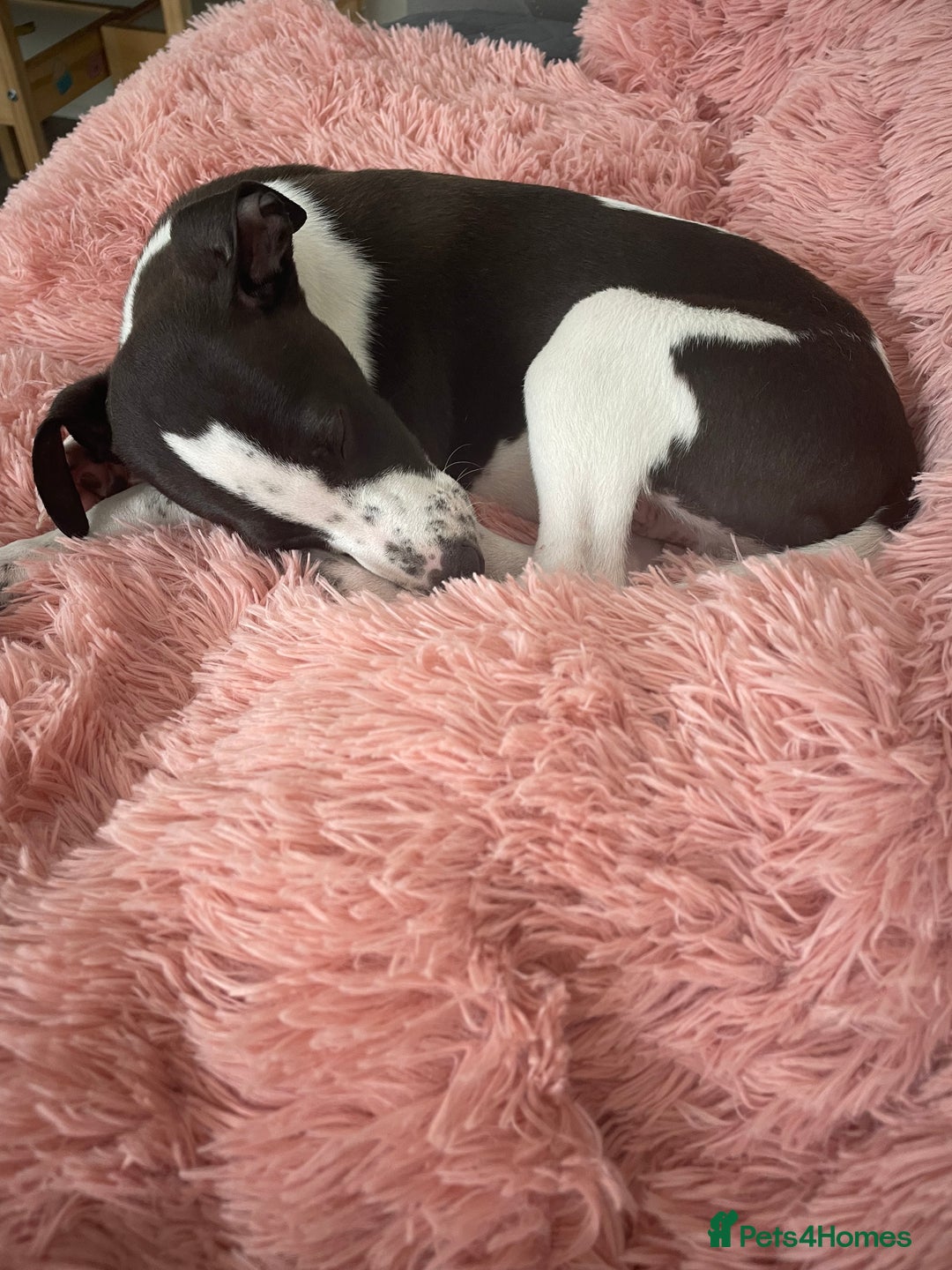 Whippet dogs for sale: KC Registered Whippet Puppies - Image 20