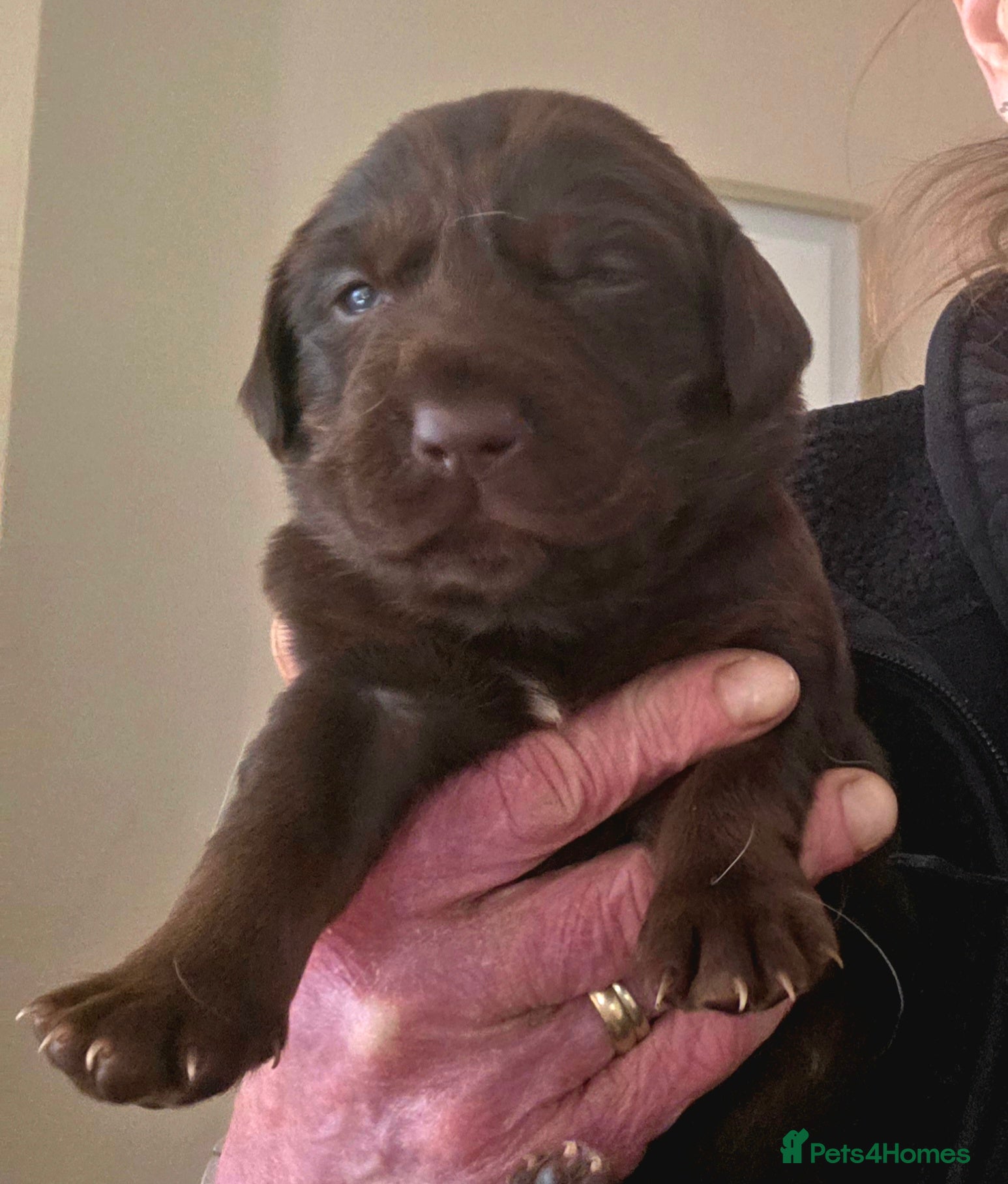 Springador dogs Beautiful Springador Puppies  - Advert 2