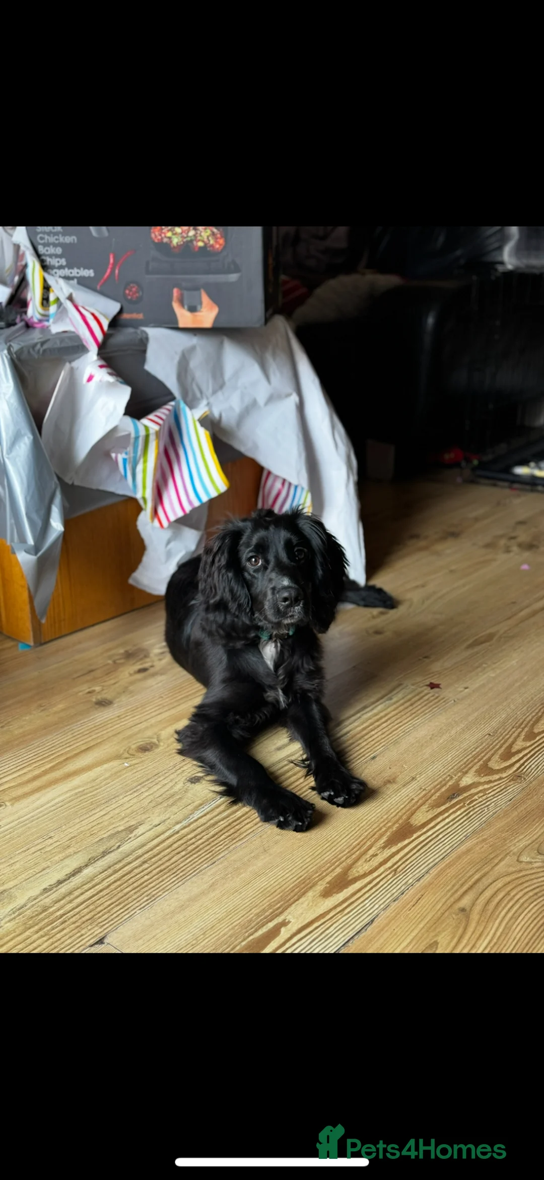 Mixed Breed dogs for sale: Zero Needs Rehoming - Advert 2