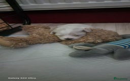 Maltese dogs for sale: Maltese puppies  - Image 2