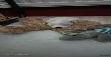 Maltese dogs - Advert 1