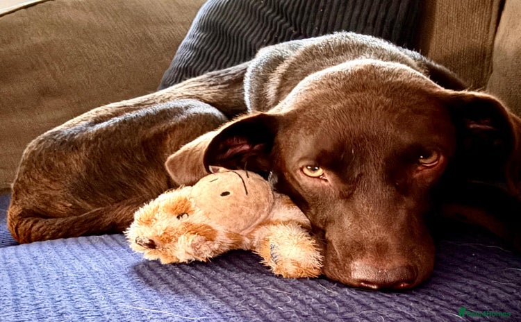 Mixed Breed dogs Poppi chocolate Lab cross pointer - Advert 15