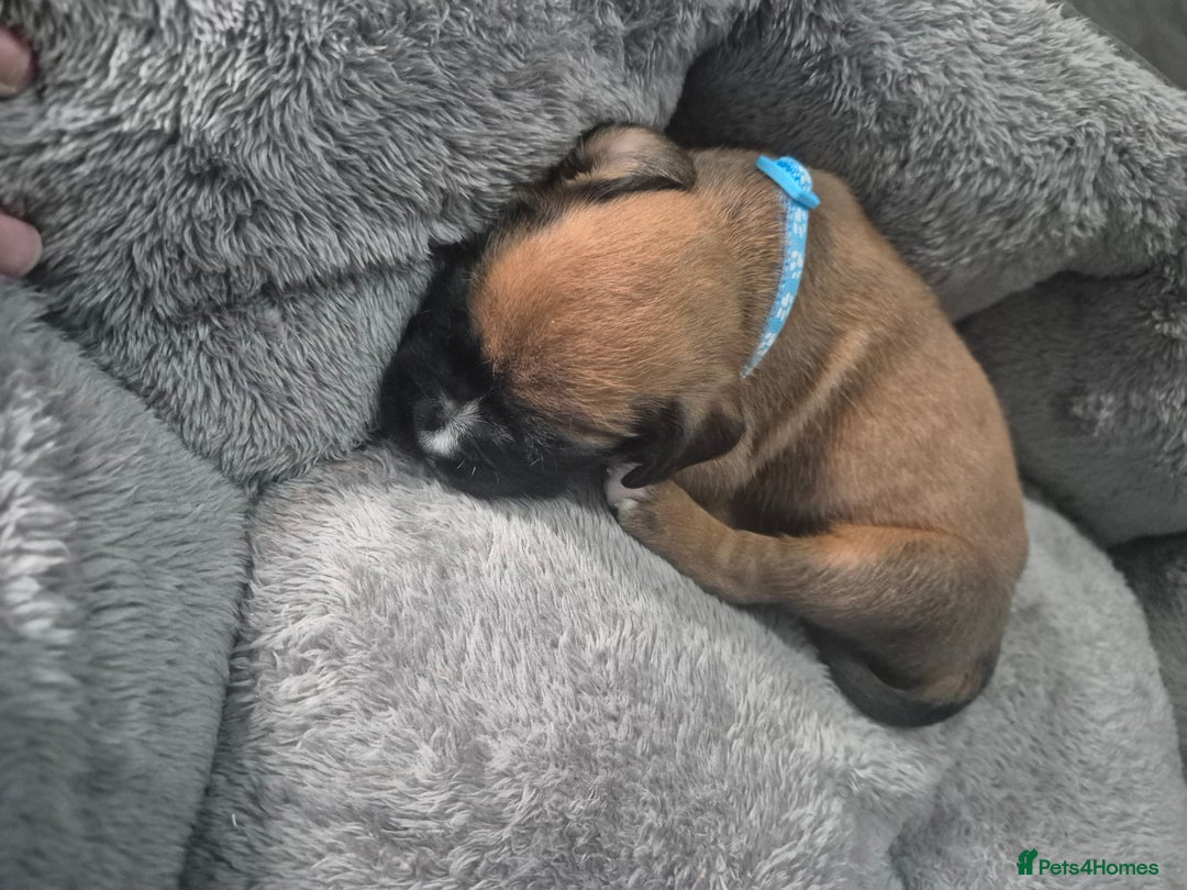 Boxer dogs for sale: Kc Boxer Puppies - Image 5