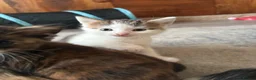 Mixed Breed cats for sale: 1 Female Kitten left  - Advert 4