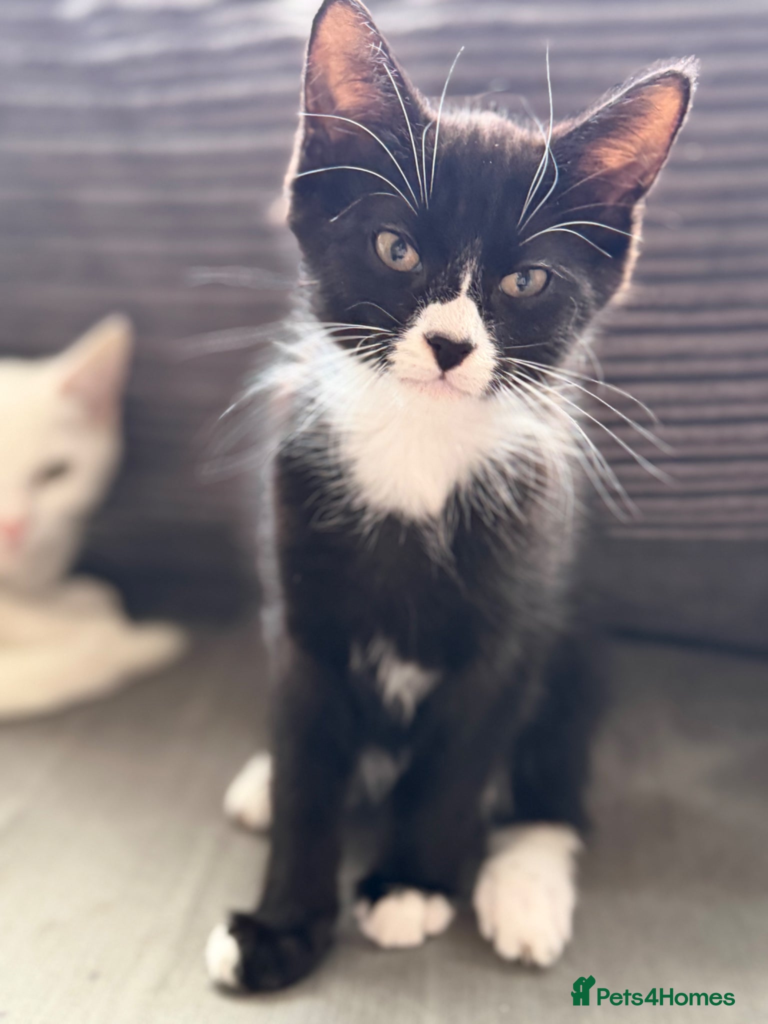 European cats for sale: £20-£50 kittens ready to go - Advert 3