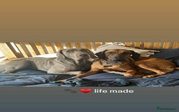 Mixed Breed dogs for adoption: Tony deserves the best forever home - Advert 2