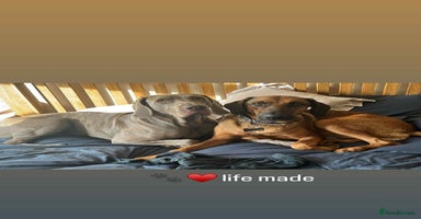 Mixed Breed dogs Tony deserves the best forever home - Advert 16