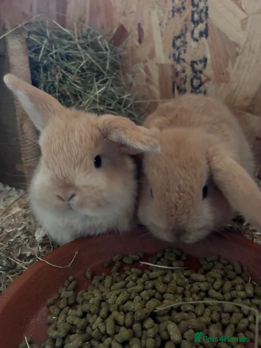 Mini Lop rabbits for sale: Pure bred mini lop rabbits for sale in Llanidloes - Advert 3