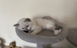 Ragdoll cats for sale: Ragdolls ready to leave 5th July in London - Image 4