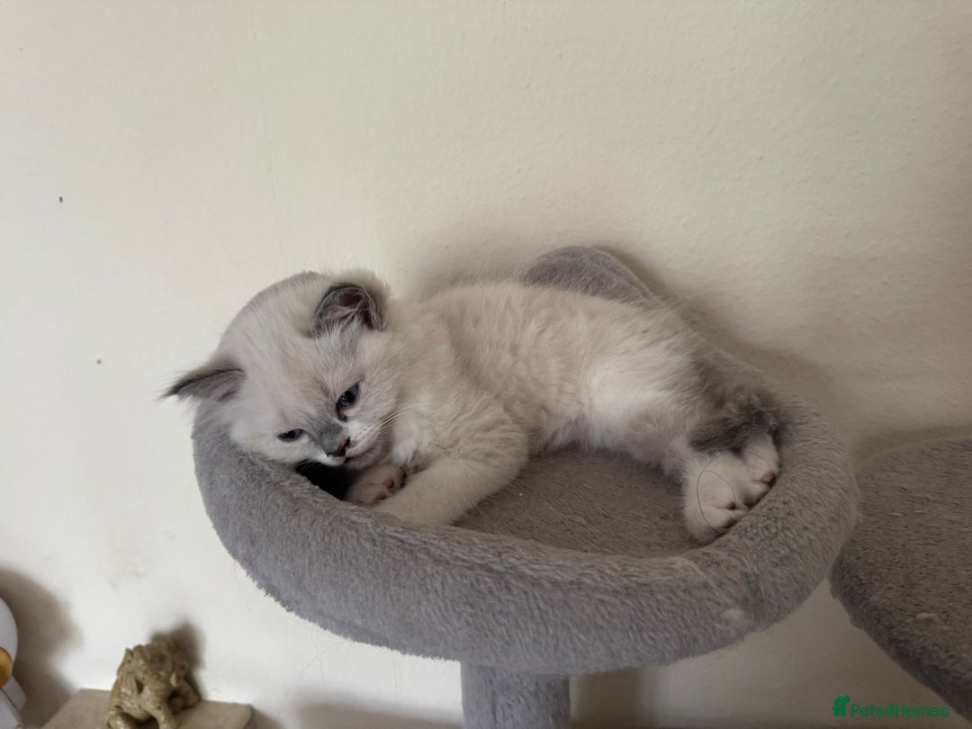Ragdoll cats for sale: Ragdolls ready to leave 5th July in London - Image 4