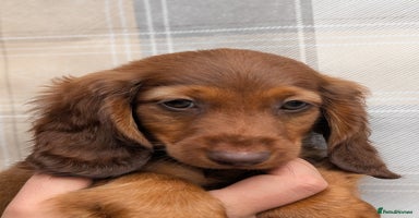 Miniature Dachshund dogs - Advert 8
