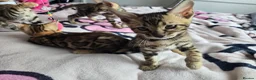 Bengal cats for sale: 😺5 Exceptional Bengal Kittens 😸 male - Advert 13