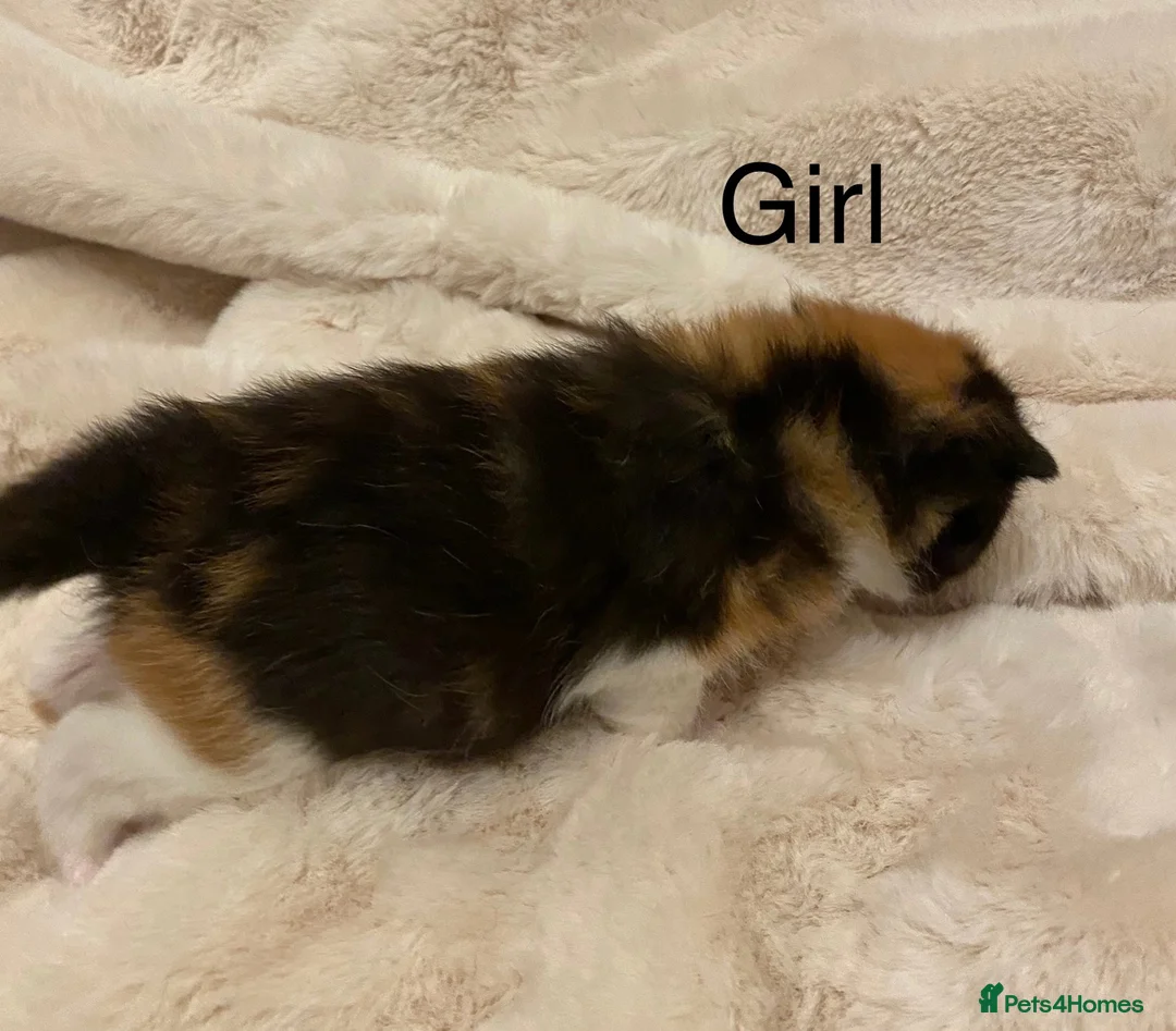 British Shorthair cats for sale: Very docile girl & boy  - Advert 6