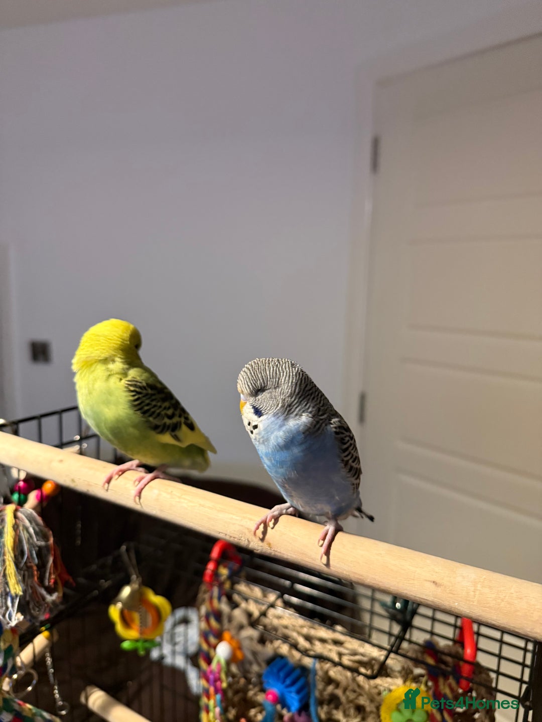 Budgerigars birds for sale: A pair of fully tamed budgies  £65 for both      - Image 14