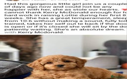 Cavapoo dogs for sale: Stunning Deep red health tested f1 cavapoos  - Image 14